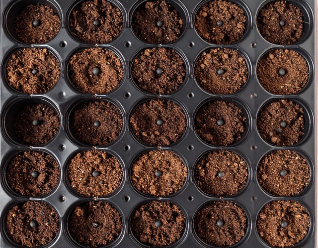 서리태파종시기 지역별