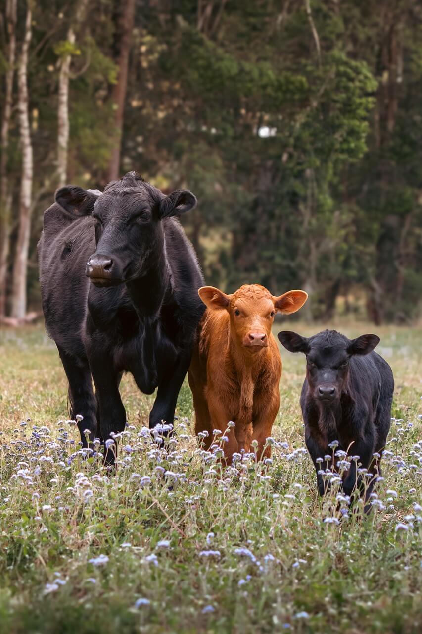🐮2025년8월소띠운세