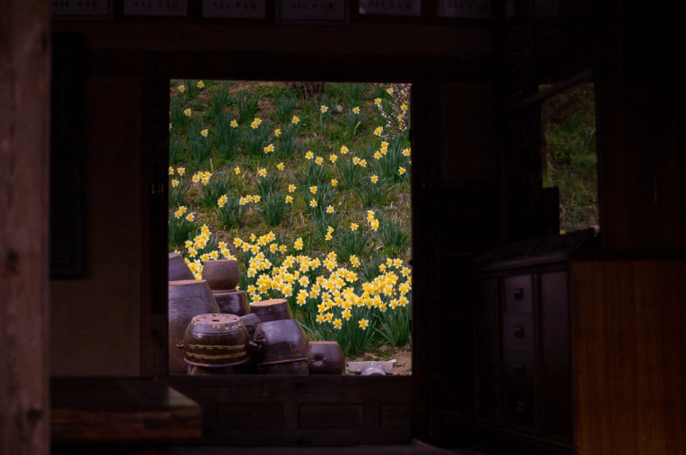 서산 유기방가옥 수선화 축제