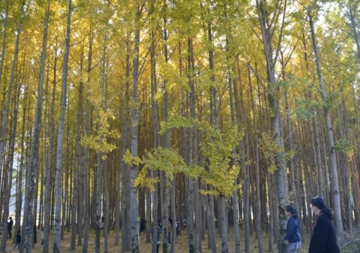 도리마을 은행나무숲