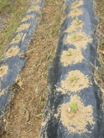 김장 배추 모종 심는 시기