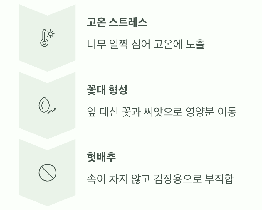 믿었던 배추의 배신&amp;#44; 헛자라는 &amp;#39;추대&amp;#39; 현상