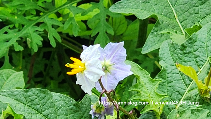 도깨비가지 Horse Nettle , Solanum carolinense L