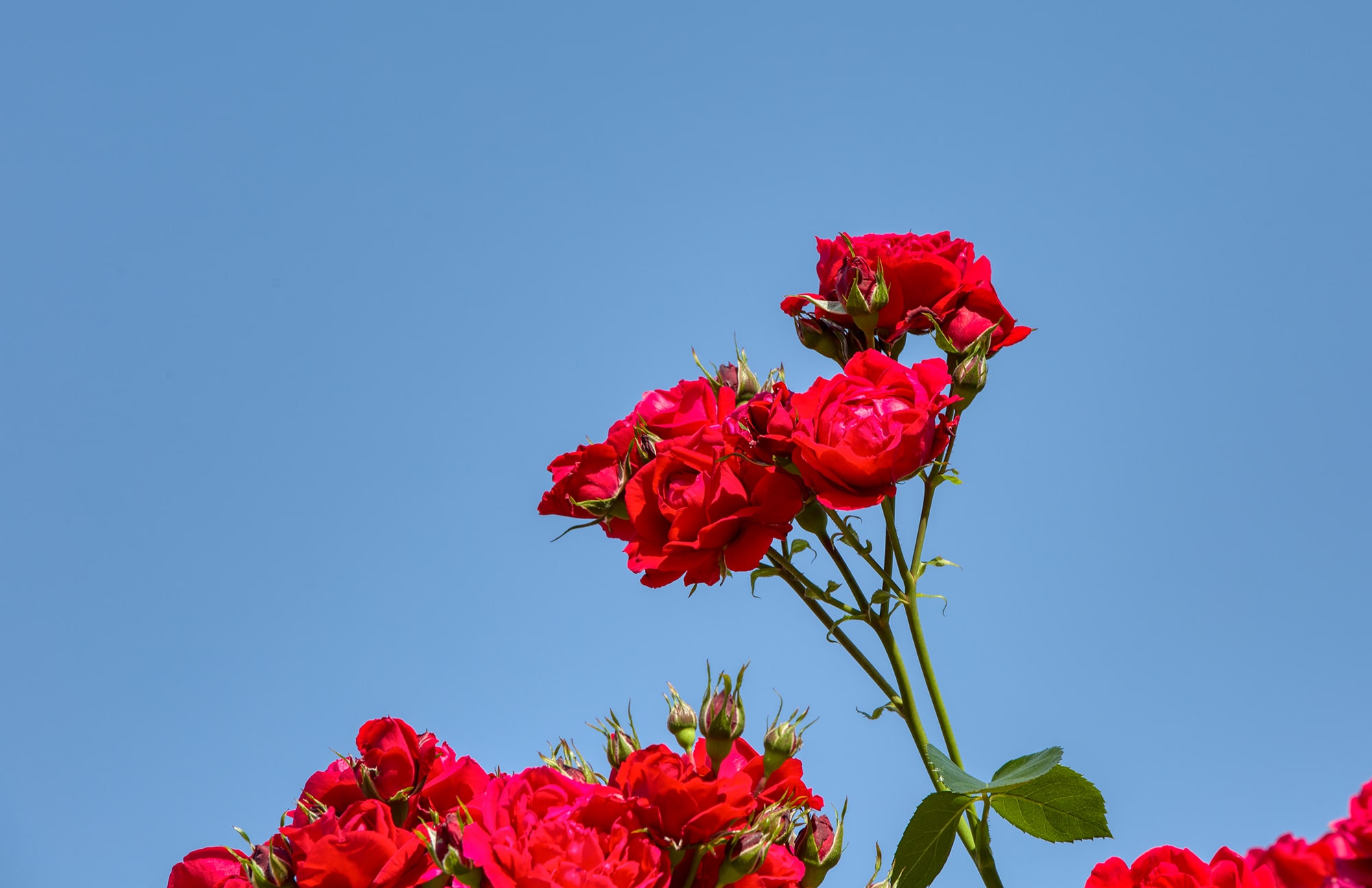 올림픽공원 장미축제 - 18