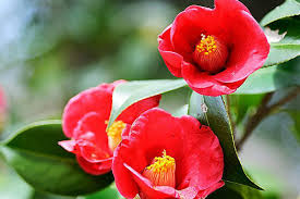 2023 전국 3월 축제 가볼만한 곳