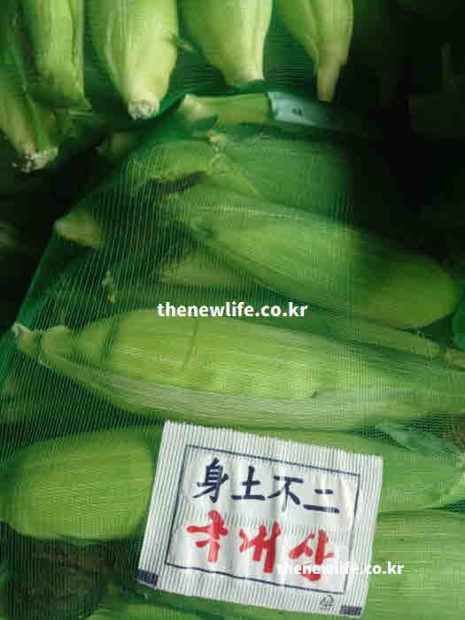 옥수수 효능 요리 열
