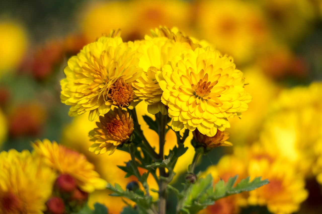 함평 국화축제 국화꽃