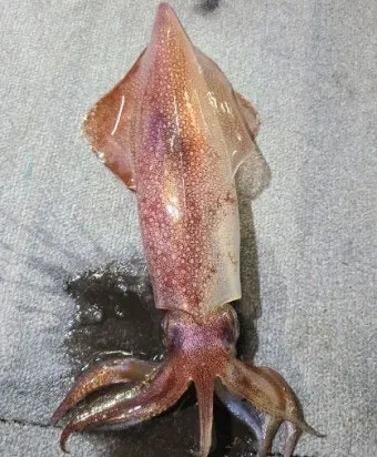 한치 오징어 차이 비교 생김새 맛 식감 완벽 분석_10