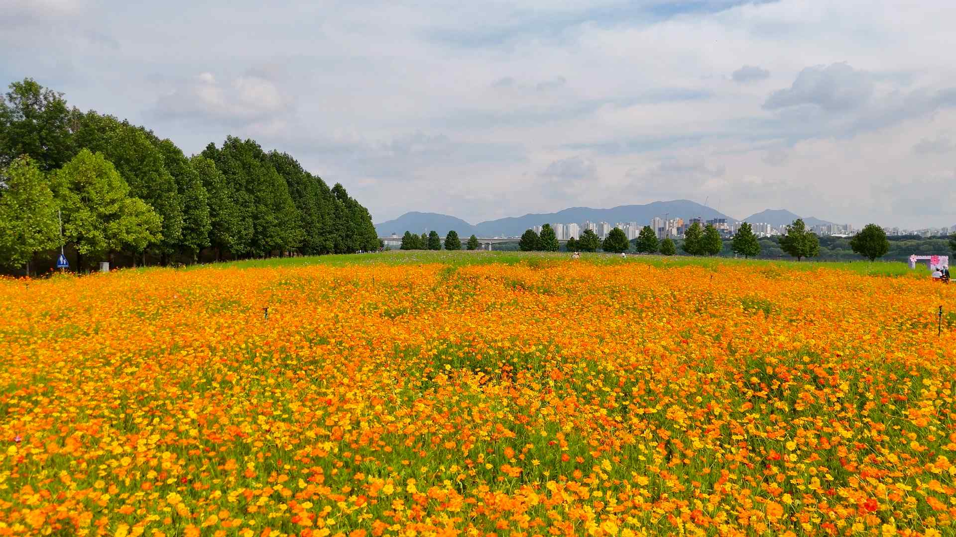 구리시민공원 코스모스