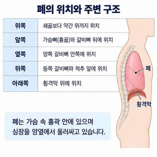 쇄골 갈비뼈 척추 횡격막을 기준으로 사람 폐의 위쪽 앞쪽 옆쪽 뒤쪽 아래쪽 위치를 보여주는 이미지