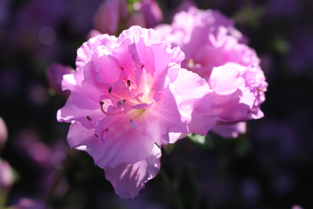 Azalea