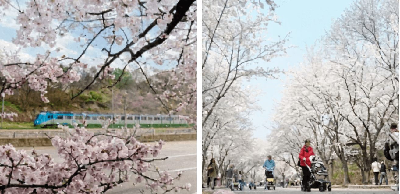 수도권 벚꽃 명소 경인아라뱃길