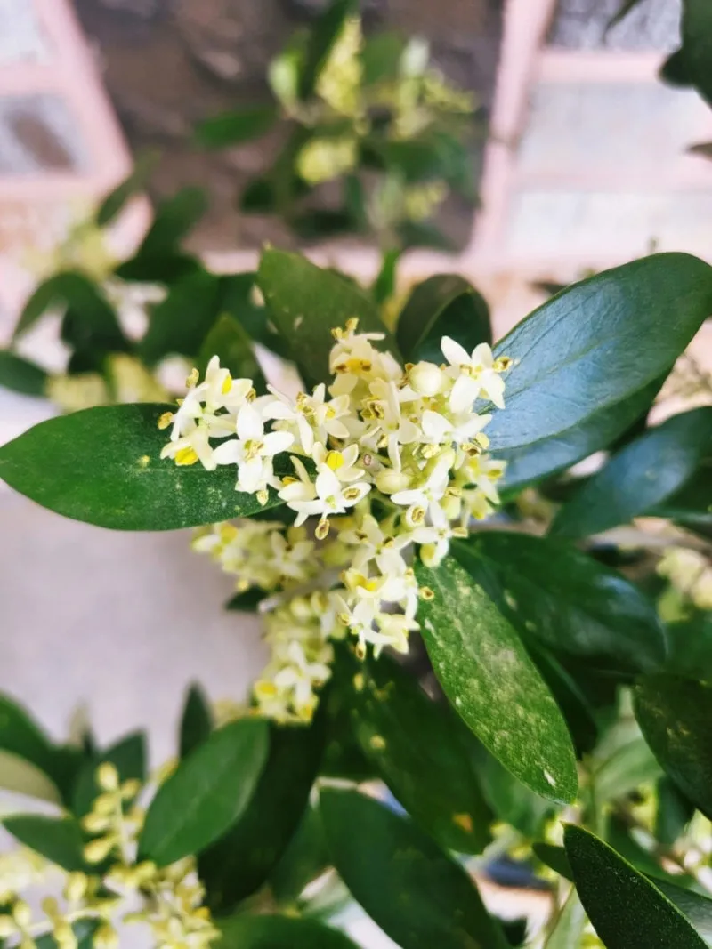 올리브 나무 키우는법 5가지 치명적 실수와 해결책 총정리를 안내_4