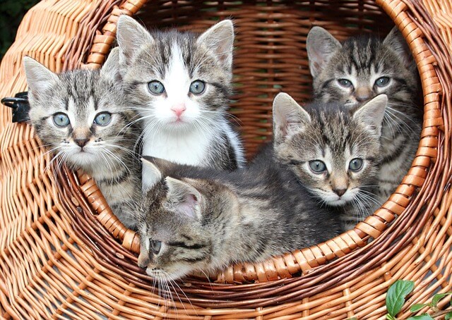 고양이꿈&amp;#44; 고양이 나오는 꿈&amp;#44; 고양이꿈해몽&amp;#44; 고양이 나오는 꿈해몽 흉몽?