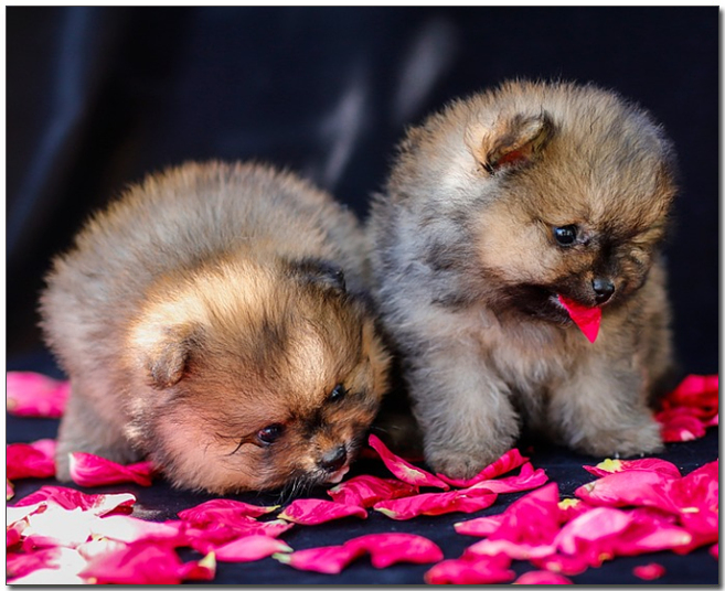 포메라니안 두마리