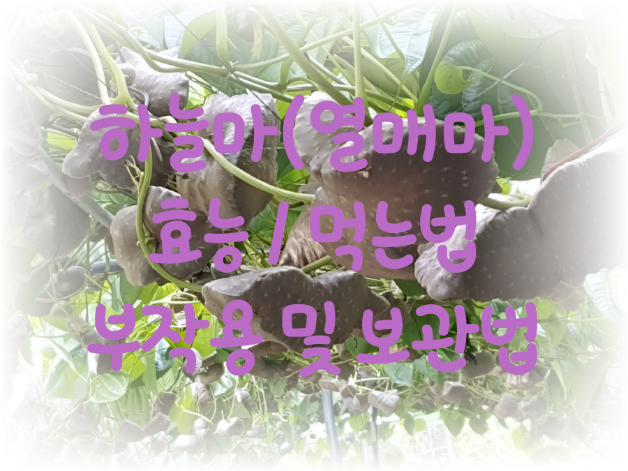 하늘마