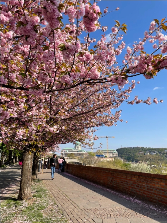 헝가리 부다성 벚꽃