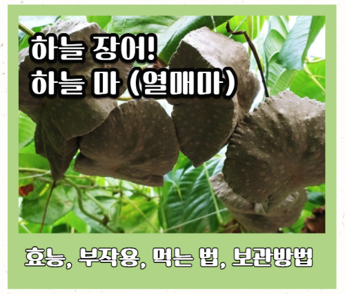 하늘마(열매마) 효능 6가지 및 부작용과 먹는 법 하늘마 보관법