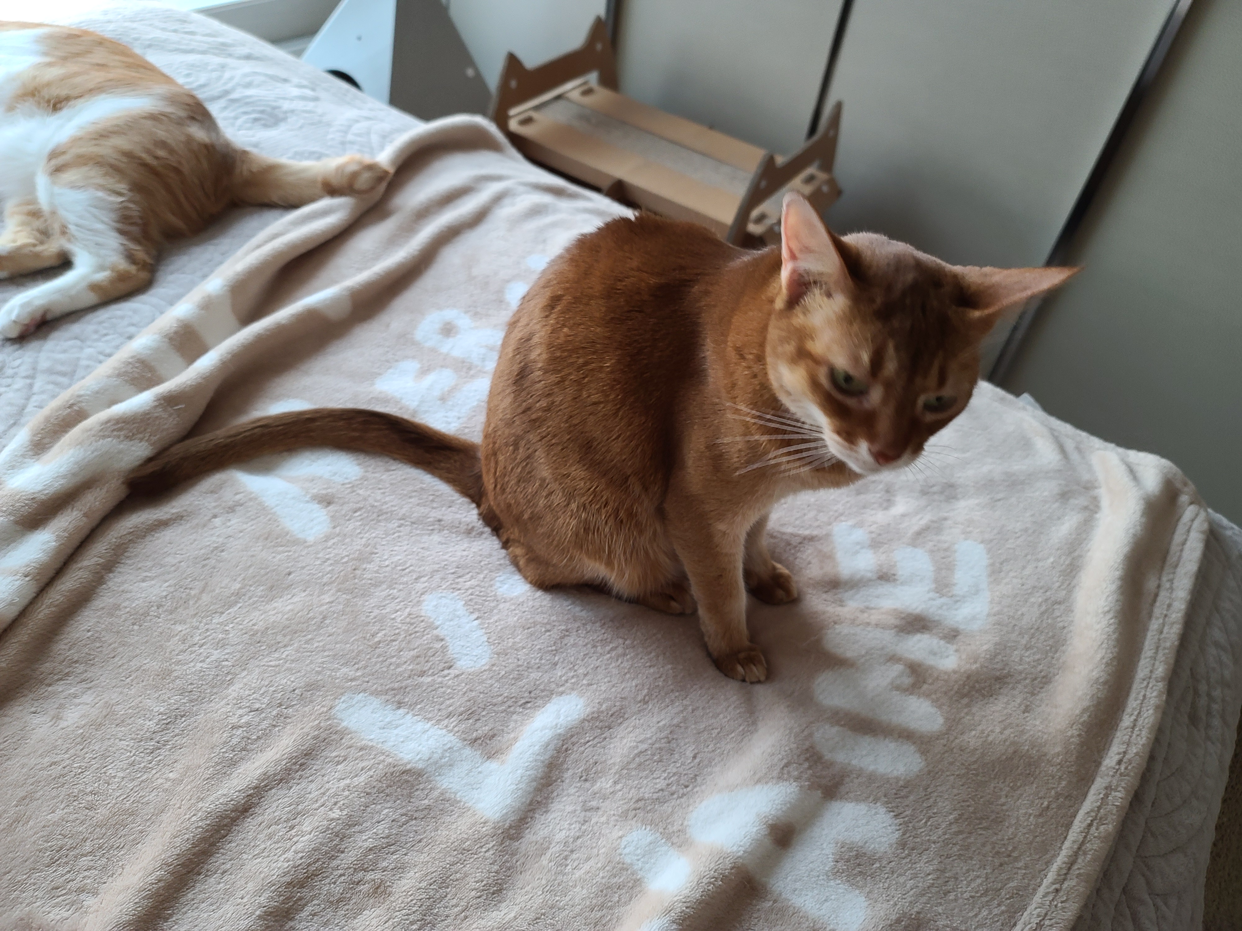 고양이 전기장판