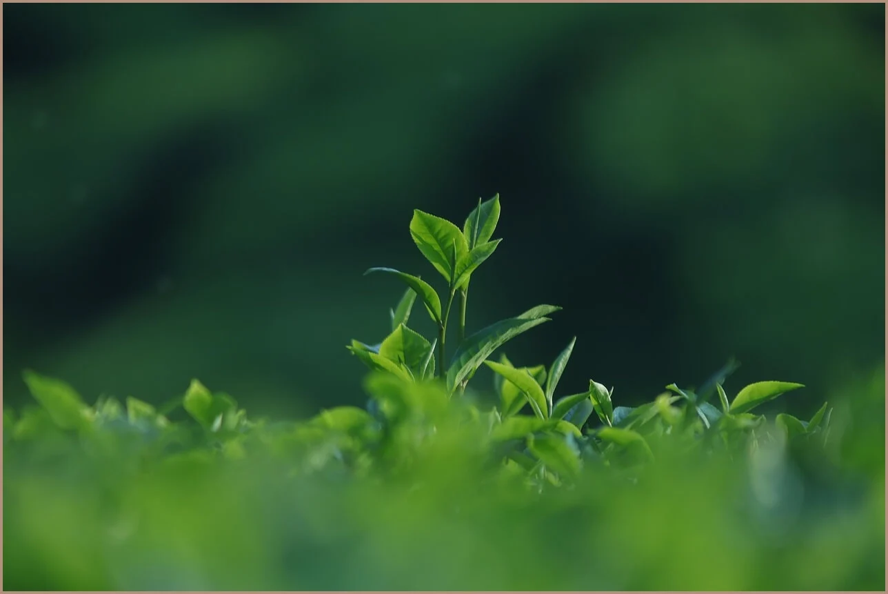 국민은행 정기예금 금리