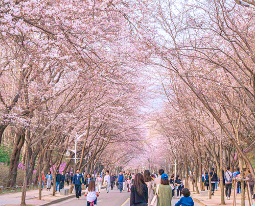 인천대공원-벚꽃축제2