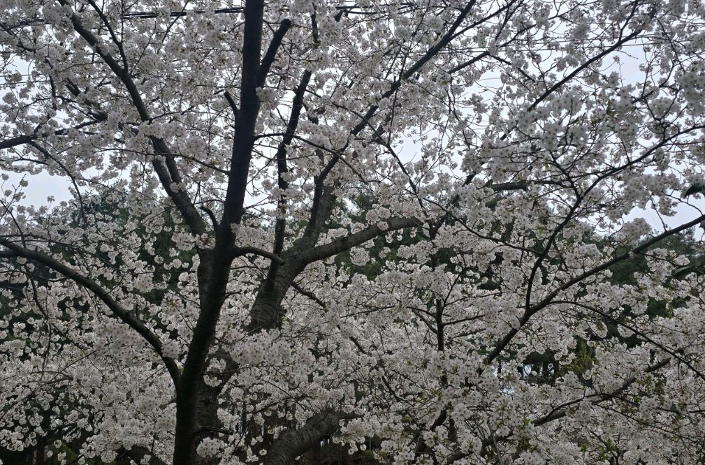 하동십리벚꽃길