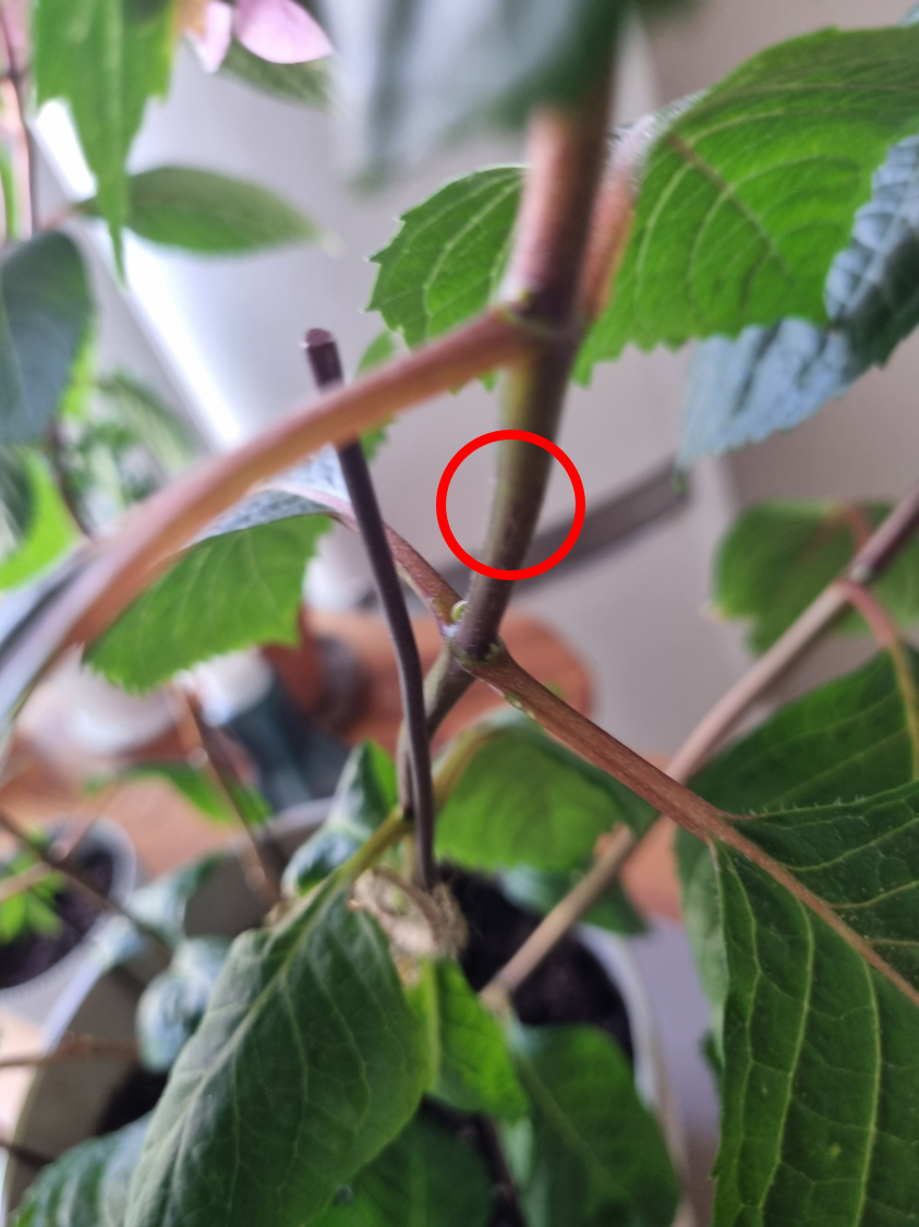 수국 꽃대 자를 부분 표시 사진