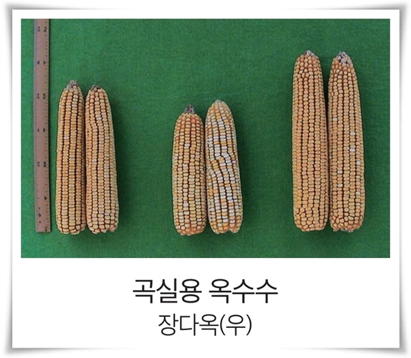 비타민 B, 철분, 식이 섬유가 풍부한 옥수수 재배하기!
