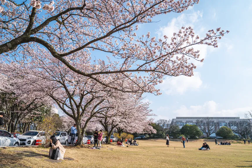벚꽃 아래 피크닉을 즐기는 캠퍼스의 여유로운 봄날