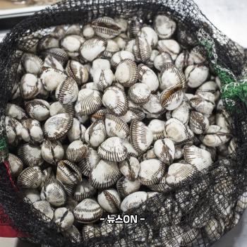 꼬막 해감쉽게하는법