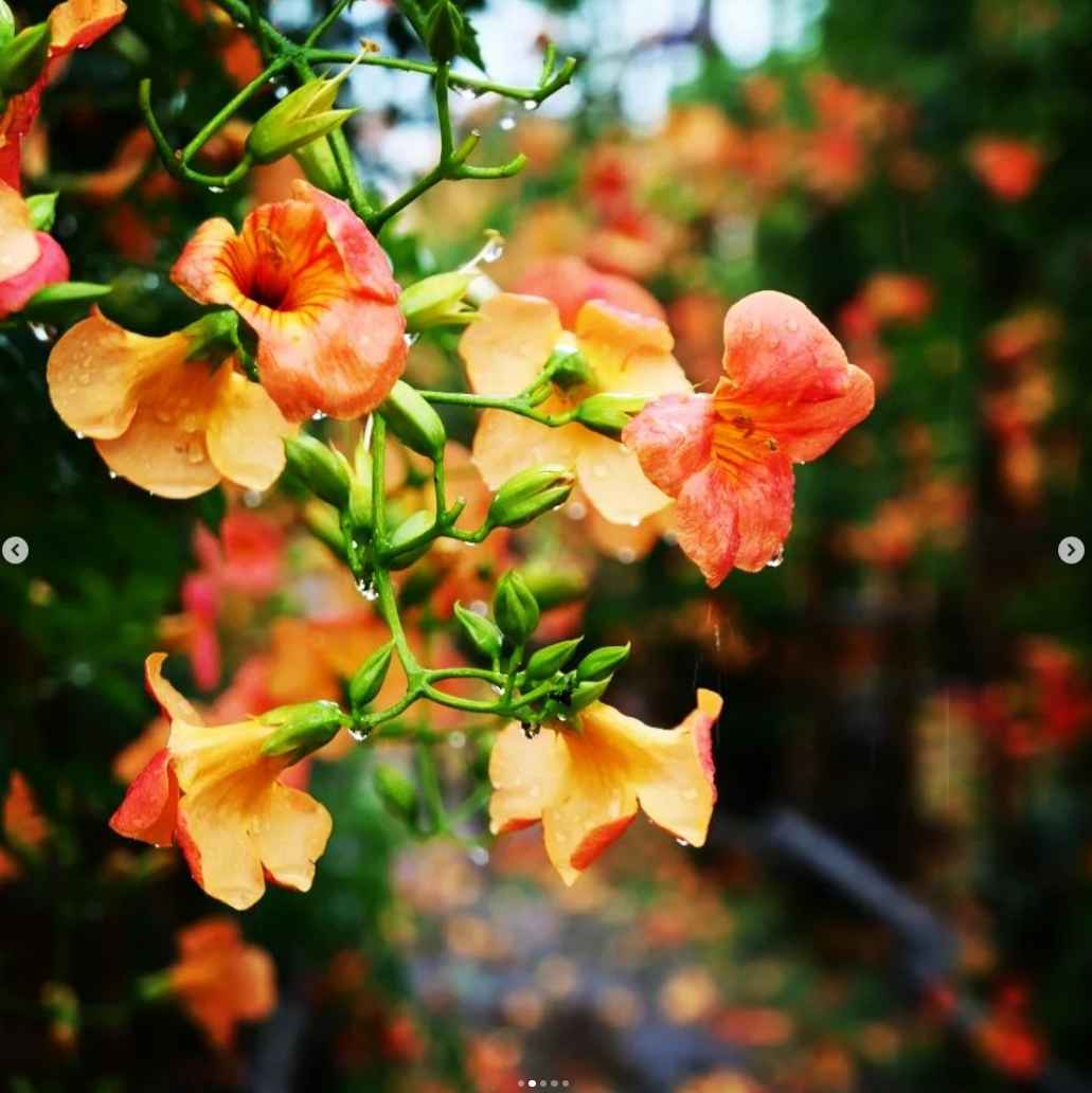 비체올린 능소화축제