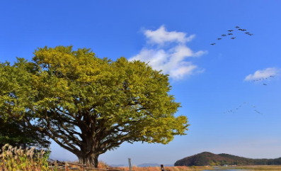볼음도 갯벌
