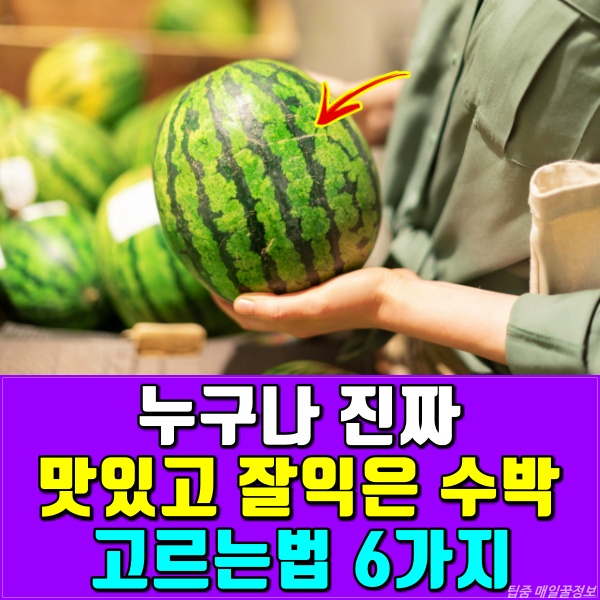 맛있는 수박 고르는법,잘익은 수박 고르는법,갈색선,꽃수분 횟수