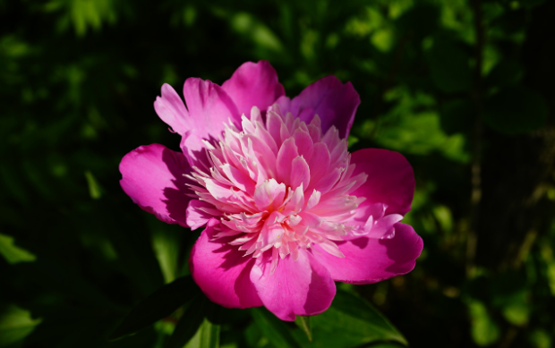 peony root