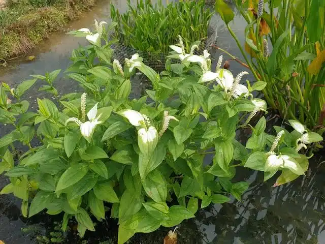 삼백초