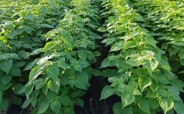 들깨 재배 직파 재배 병충해 관리 질소 과다 주의_9