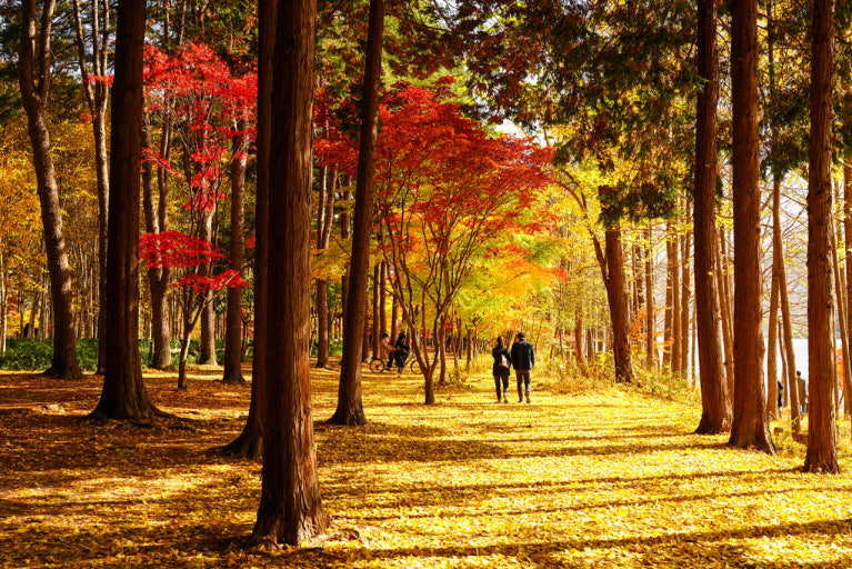 가을 단풍 명소