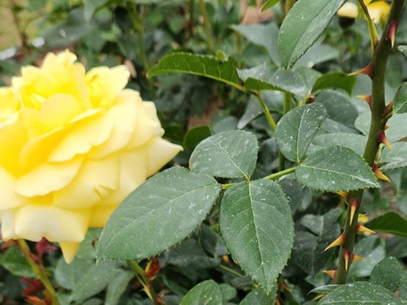 장미 란도라 Landora