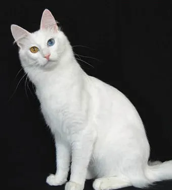 터키시앙고라 고양이 유전병 성격 가격_2