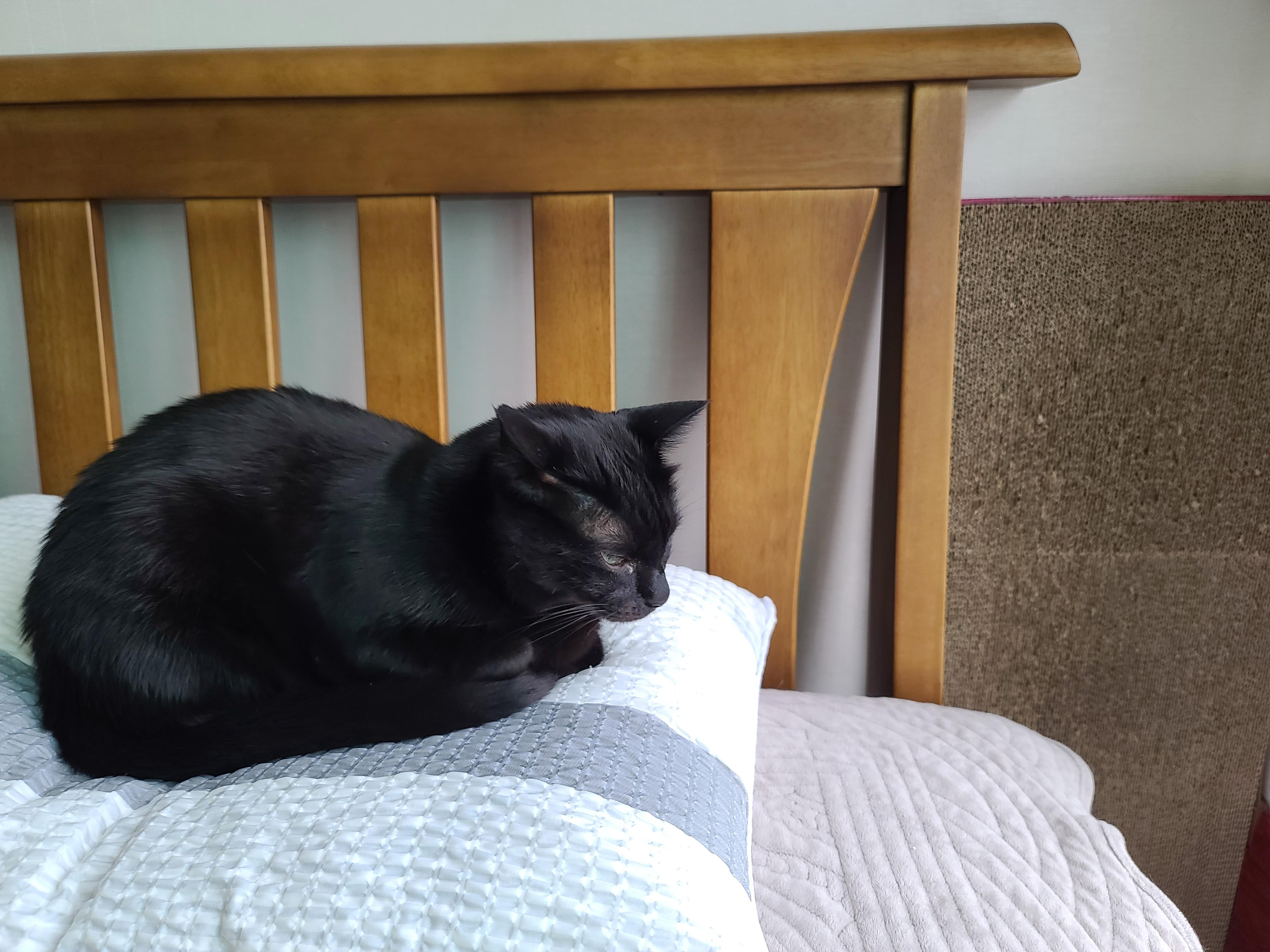 비오는 일요일 아침의 아홉냥이들.