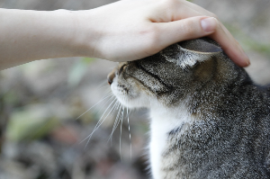 고양이
길냥이
길고양이
cat
catmom
catpapa