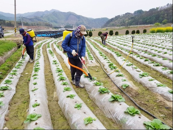 김장배추 심는시기