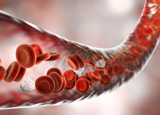 알부민의효능-효과