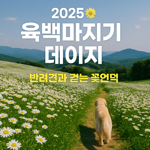 평창 육백마지기 데이지🌼 2025 개화 정보부터 반려견 동반 꿀팁까지!