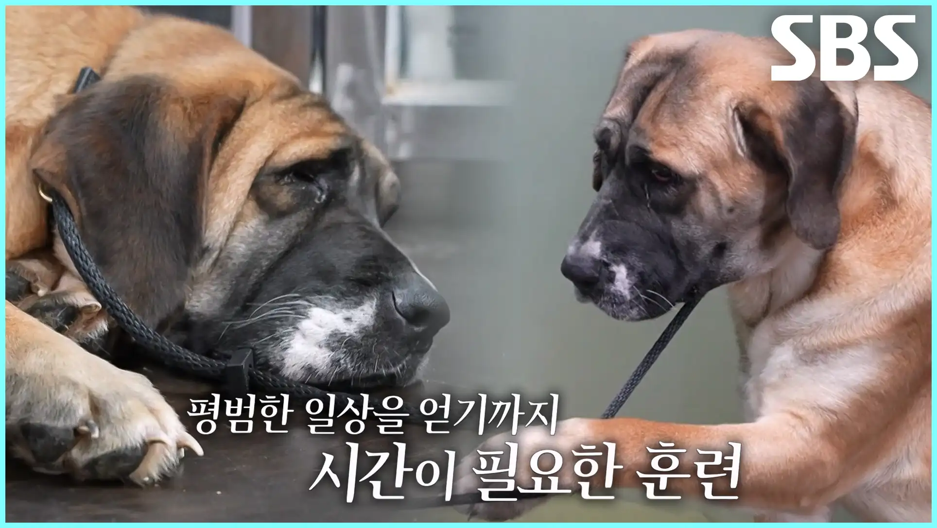 동물농장 재방송 시간 다시보기