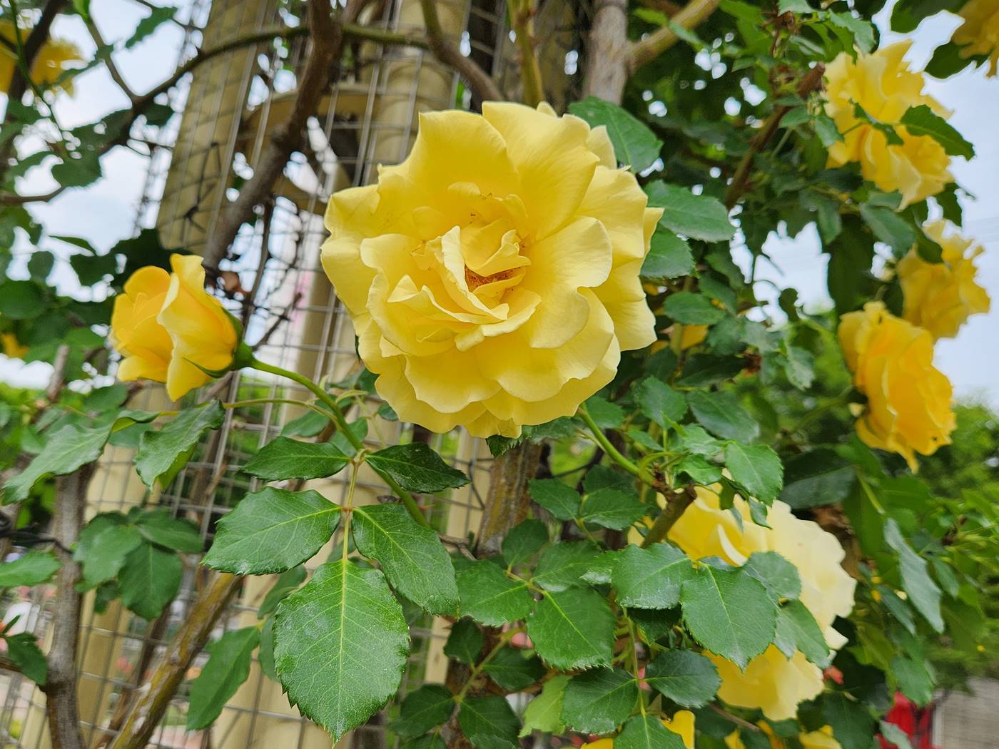 장미 캔들라이트 Candlelight