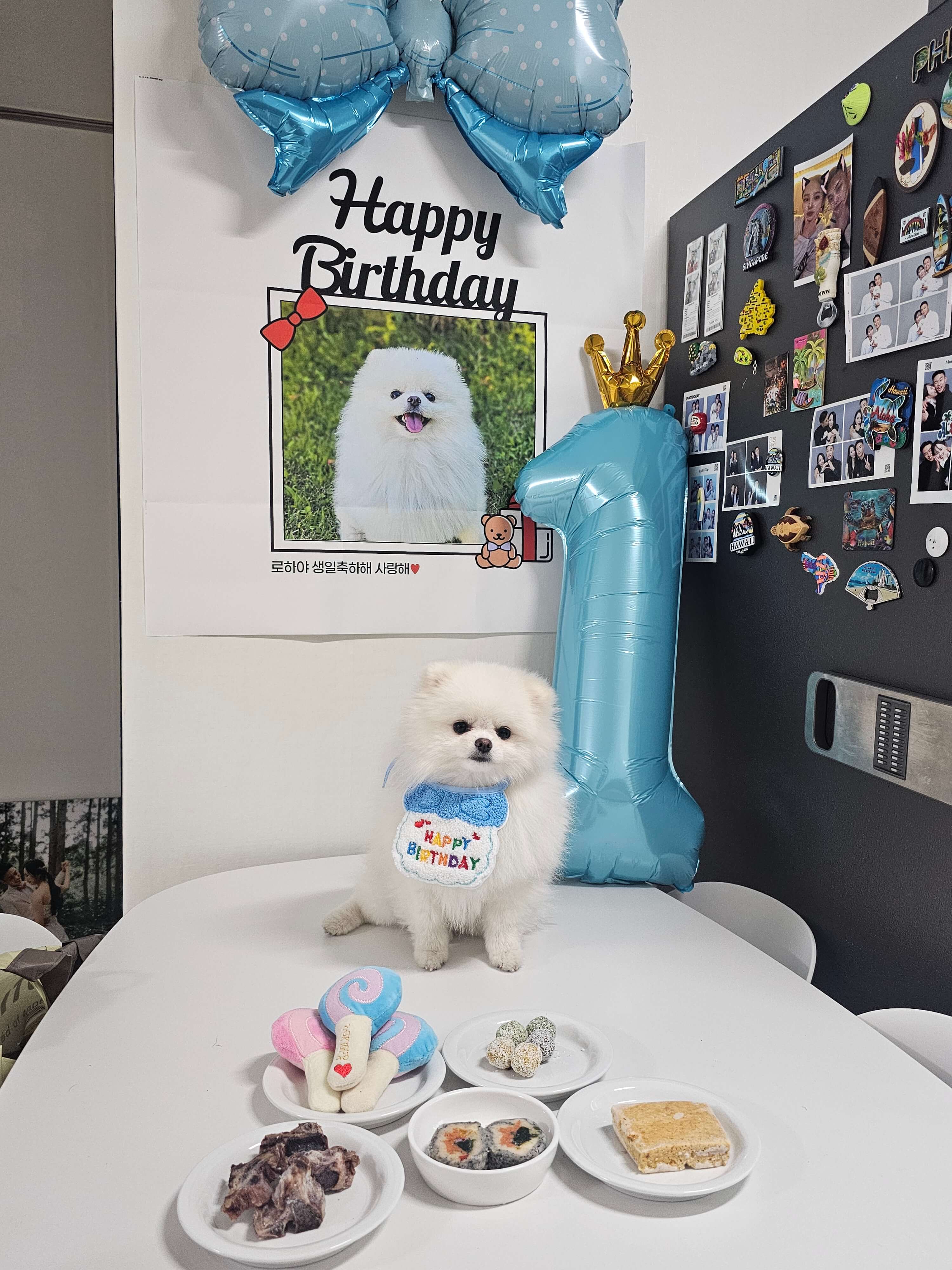 강아지-생일상