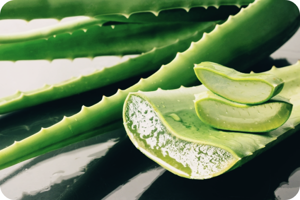 알로에-효능