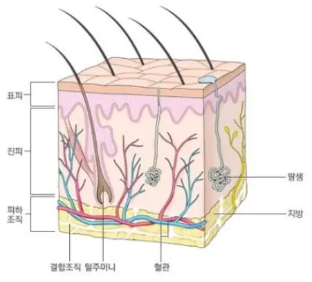 피부구조