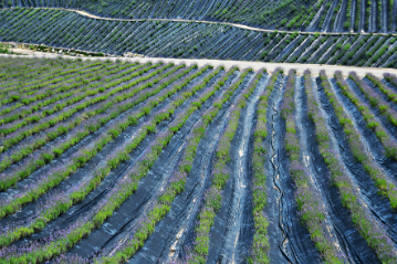 정읍 허브원 라벤더 농원
